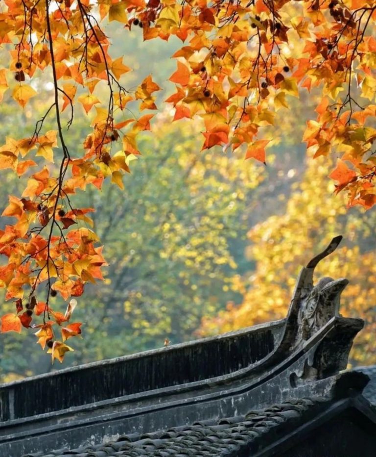 吴中霜雪晚，初冬正佳时